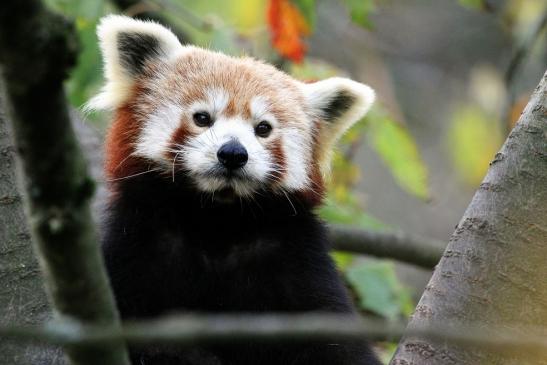 Roter Panda Opel Zoo Kronberg 2014