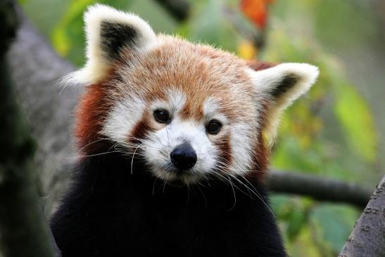 Roter Panda Opel Zoo Kronberg 2014