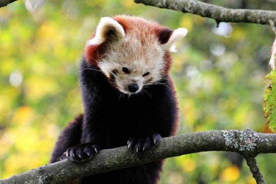 Roter Panda Opel Zoo Kronberg 2014