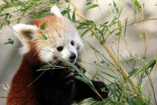 Roter Panda Opel Zoo Kronberg 2014