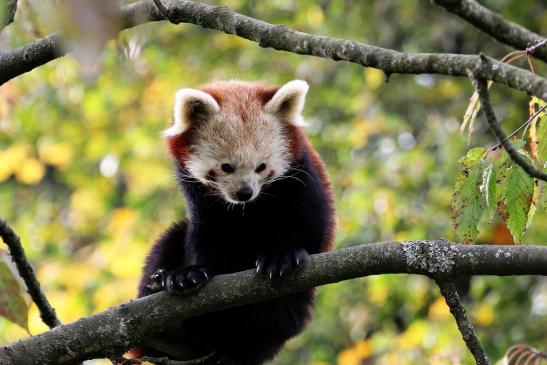 Roter Panda Opel Zoo Kronberg 2014