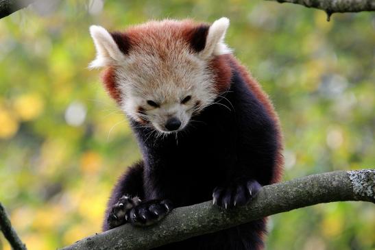 Roter Panda Opel Zoo Kronberg 2014