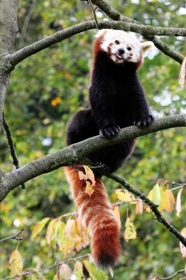 Roter Panda Opel Zoo Kronberg 2014