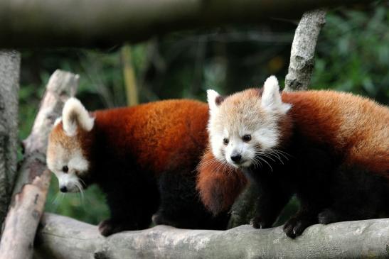 Roter Panda Opel Zoo Kronberg 2014