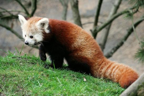 Roter Panda Opel Zoo Kronberg 2014