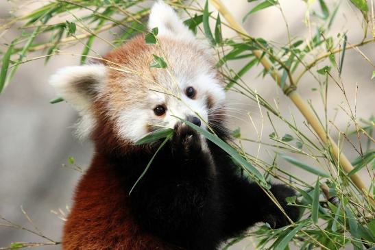 Roter Panda Opel Zoo Kronberg 2014