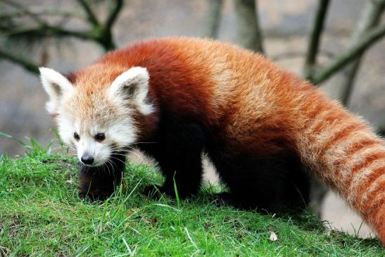 Roter Panda Opel Zoo Kronberg 2014