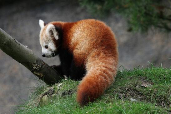 Roter Panda Opel Zoo Kronberg 2014