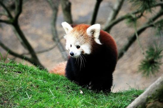 Roter Panda Opel Zoo Kronberg 2014