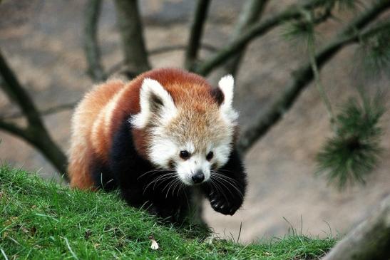 Roter Panda Opel Zoo Kronberg 2014