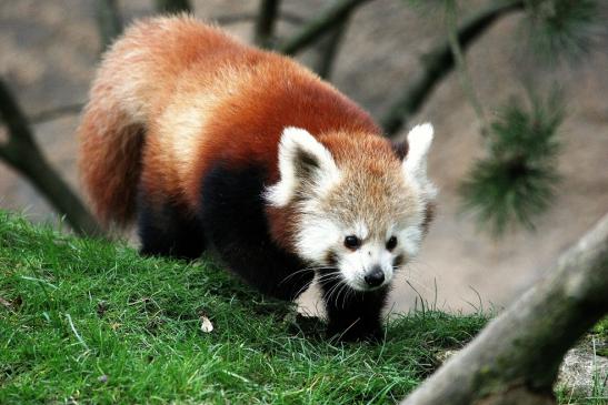 Roter Panda Opel Zoo Kronberg 2014