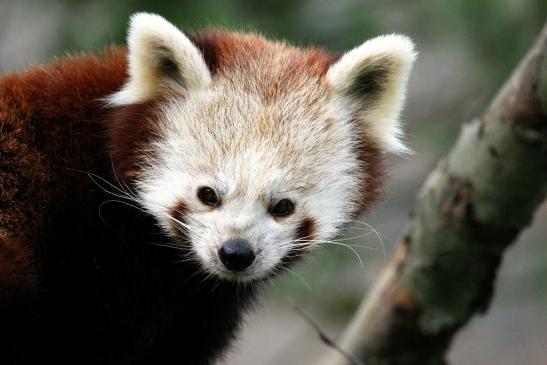 Roter Panda Opel Zoo Kronberg 2014