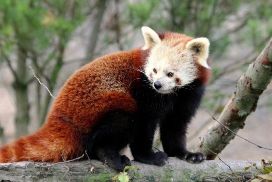 Roter Panda Opel Zoo Kronberg 2014