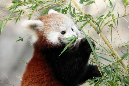 Roter Panda Opel Zoo Kronberg 2014