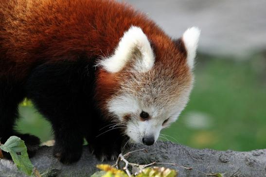 Roter Panda Opel Zoo Kronberg 2014