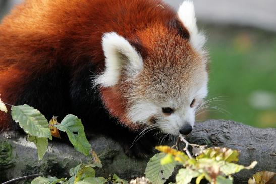 Roter Panda Opel Zoo Kronberg 2014