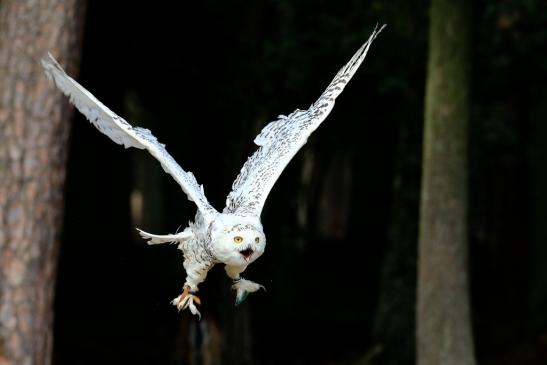 Foto des Monats März 2020 Schneeeule Falknerei im Wildpark Alte Fasanerie Klein Auheim