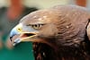 Foto des Monts November 2026 Steppenadler Wildpark Alte Fasanerie Klein Auheim