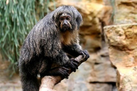 Weißkopfsaki Zoo Frankfurt am Main 2017