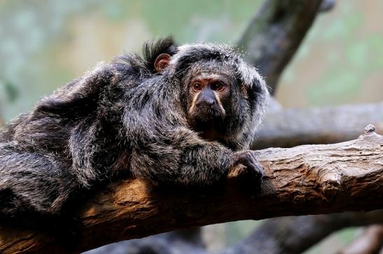 Weißkopfsaki Zoo Frankfurt am Main 2017