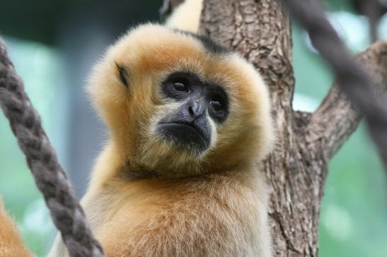 Weißwangen-Gibbon Zoo Frankfurt am Main 2018
