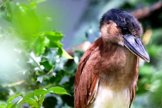 Kahnschnabel mit Nachwuchs Zoo Frankfurt am Main 2017 VB