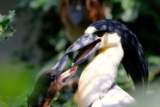 Kahnschnabel mit Nachwuchs Zoo Frankfurt am Main 2017 VB