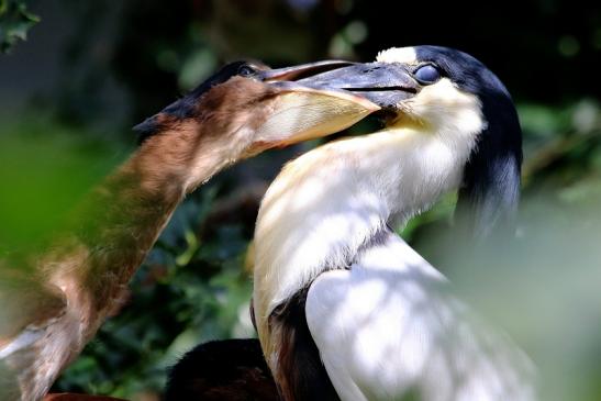 Kahnschnabel mit Nachwuchs Zoo Frankfurt am Main 2017 VB