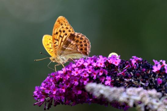 Kaisermantel Wildpark Alte Fasanerie Klein Auheim 2020