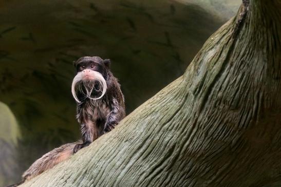 Kaiserschnurrbarttamarin Zoo Frankfurt am Main 2017