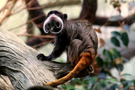 Kaiserschnurrbarttamarin Zoo Frankfurt am Main 2017