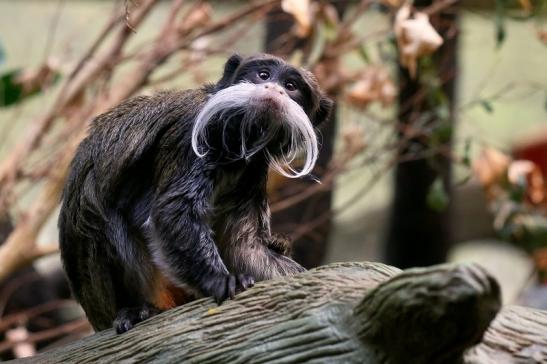 Kaiserschnurrbarttamarin Zoo Frankfurt am Main 2017