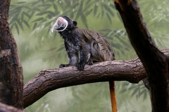 Kaiserschnurrbarttamarin Zoo Frankfurt am Main 2017