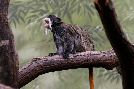 Kaiserschnurrbarttamarin Zoo Frankfurt am Main 2017