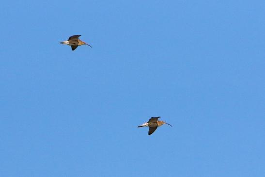 Großer Brachvogel Bingenheimer Ried Wetterau 2017