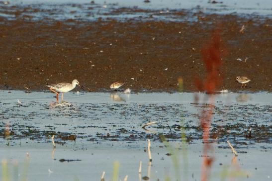 Kampfläufer Bingenheimer Ried Wetterau 2017