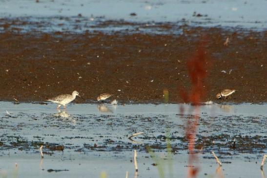 Kampfläufer Bingenheimer Ried Wetterau 2017