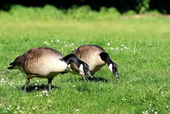 Kanadagans - Wildpark Alte Fasanerie Klein Auheim 2018