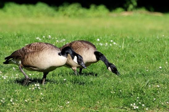 Kanadagans - Wildpark Alte Fasanerie Klein Auheim 2018