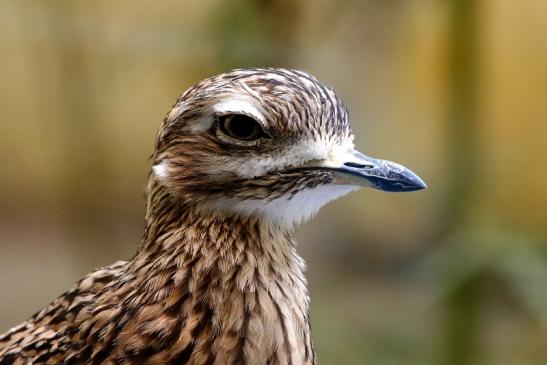 Kaptriel Zoo Frankfurt am Main 2016 FVH