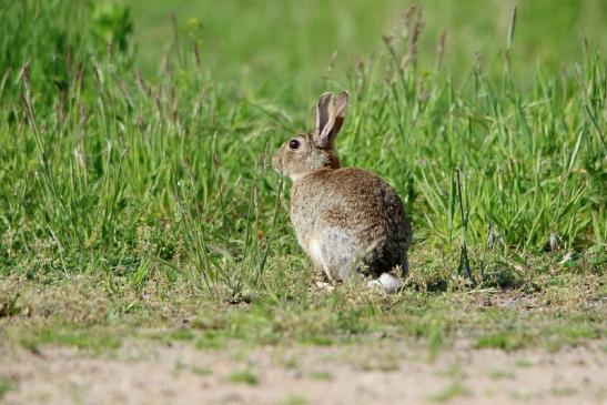 Wildkaninchen Scheunengelände Im Zwerggewann Heusenstamm 2016