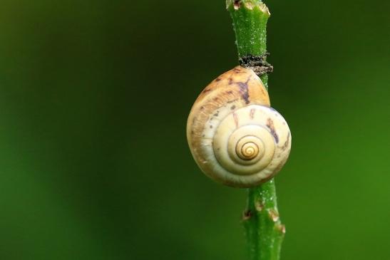 Kartäuserschnecke Atrium Park Dietzenbach 2021