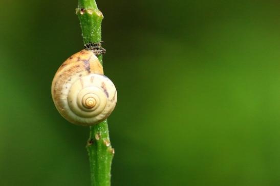 Kartäuserschnecke Atrium Park Dietzenbach 2021