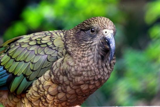 Kea Zoo Frankfurt am Main 2016