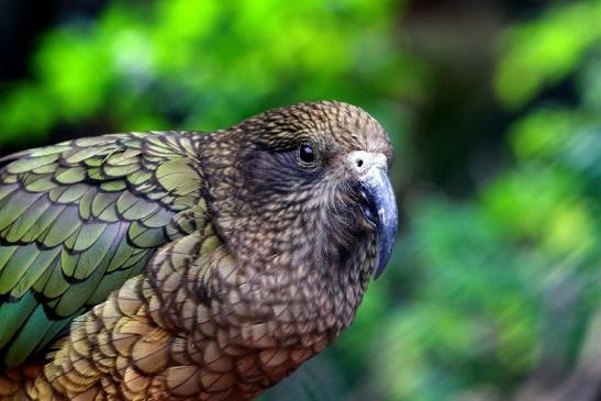 Kea Zoo Frankfurt am Main 2016