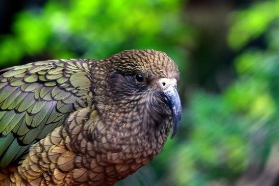 Kea Zoo Frankfurt am Main 2016