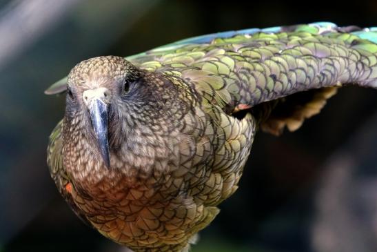 Kea Zoo Frankfurt am Main 2016