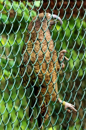 Kea Zoo Frankfurt am Main 2016