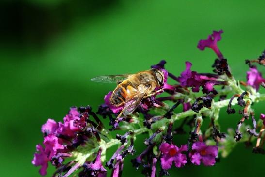 Keilfleck Schwebfliege Wildpark Alte Fasanerie Klein Auheim 2017