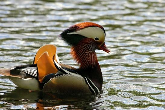 Mandarinente Männchen Kesselbruchweiher Stadtwald Frankfurt am Main 2015